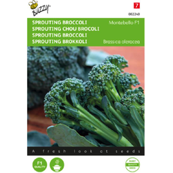 Zaden sprouting broccoli montobello f1 20 zaden - Buzzy