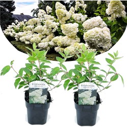 Hydrangea paniculata 'Grandiflora' - x2 - hortensia - Pot 17cm - Hoogte 30cm