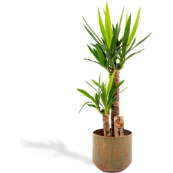 Hello Plants XL Yucca Palmlelie - Ø 21 cm Pot Groen - Hoogte: 100 cm - Palm Kamerplant