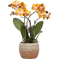 Kolibri Orchids | Oranje gouden Phalaenopsis orchidee Jewel Las Vegas in Marrakesh sierpot oranje | potmaat Ø12cm