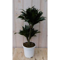 Kamerplant Drakenbloedboom Dracaena Compacta 60 cm