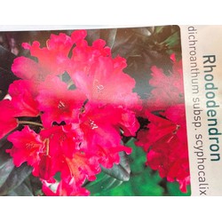 Rhododendron Scyphocalix - Warentuin Natuurlijk