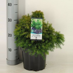 Cryptomeria jap monstrosa nana 45 cm