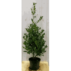 Hulst groen 80 cm