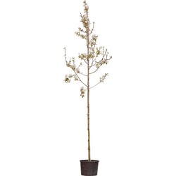 2 stuks! Gewone krentenboom Amelanchier lamarckii h 250 cm st. omtrek 6 cm boom - Warentuin Natuurlijk