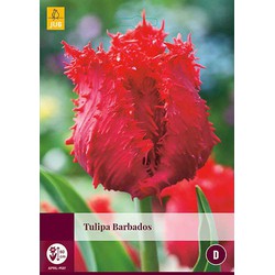 3 stuks - Tulipa Barbados 4 bollen