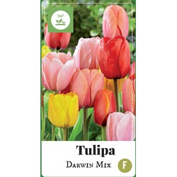 2 stuks - Tulipa Darwin hybride mix 40 bollen