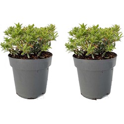 Pieris japonica 'Little Heath' - Set van 2 - Pot 17cm - Hoogte 25-40cm