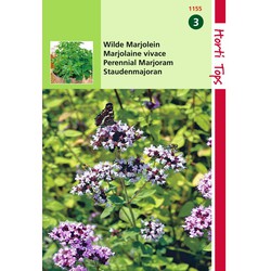 2 stuks - Marjolein Oregano Rosebloeiend O.Vulgare - Hortitops