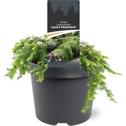 Tsuga canadensis Cole s Prostrate 20-25 cm Conifeer