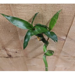 Levende Bamboe stok Lucky Dracaena met krul 50 cm kamerplant