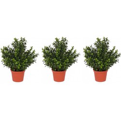 Set van 3x stuks buxus kunstplanten in pot 31 cm - Kunstplanten