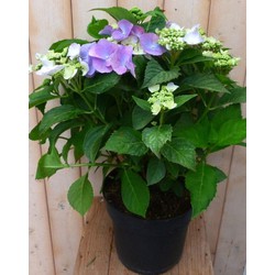 Hortensia Hydrangea blauw randjesbloem 40 cm