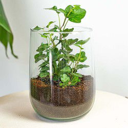 URBANJNGL - Vaas Martin - DIY kit - ↑ 17 cm
