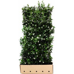 Trachelospermum jasminoides 180 cm - Quickhedge