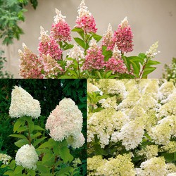 Hortensia Paniculata - Mix van 3 - Tuinplanten - Pot 9cm - Hoogte 25-35cm