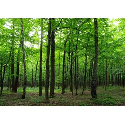 Sanders & Sanders fotobehang bosrijk landschap groen - 360 x 270 cm - 600415