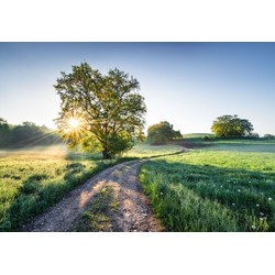Komar fotobehang Fototapete Meadow Trail groen en blauw - 368 x 254 cm - 610926