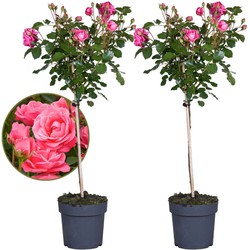 Rosa Palace 'Catherine' - Stamroos - x2 - Roze - ⌀19 cm - Hoogte 90-100 cm