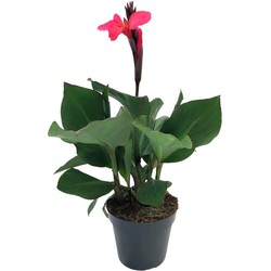 Canna 'Cannova' - Bloemriet - Canna Roze - Pot 17cm - Hoogte 35-45cm