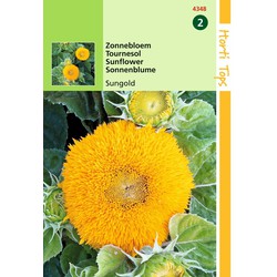 2 stuks - Helianthus Annuus Sungold Dubbelbl. Laag