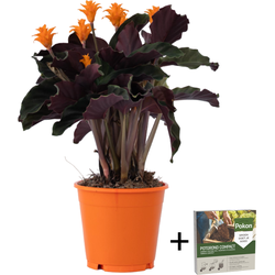 Eeuwige vlam - Calathea crocata 'Tassmania' - Hoogte 40-50cm - ⌀14cm