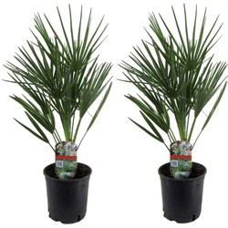 Chamaerops Humilis - Set van 2 - Europese Dwergpalm - Pot 15cm - Hoogte 50-60cm