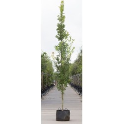 Zuil eik Quercus robur Fastigiate Koster h 250 cm st. h 30 cm - Warentuin Natuurlijk