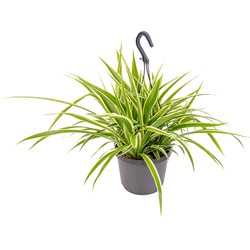 Floraya -  Graslelie in Hangpot - Chlorophytum 'Variegatum' - Kamerplant ⌀18 cm - Hoogte ↕40-45 cm