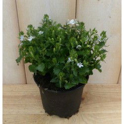 3 stuks! Lobelia wit