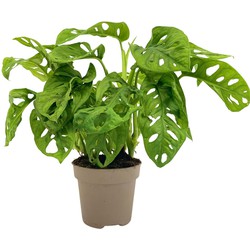 ZynesFlora - Monstera Obliqua - Monkey Mask - Ø 12 cm - Hoogte: 25-35cm - Gatenplant