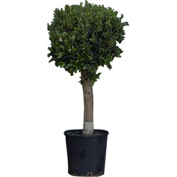 Bol olijfboom Olea europaea 110 cm - Warentuin Natuurlijk