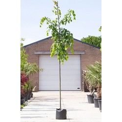 Winterlinde Tilia cor. Greenspire h 350 cm st. omtrek 12 cm