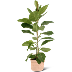 We Love Plants - Ficus Altissima + Plantbag Old Pink - 85 cm hoog - Luchtzuiverende plant