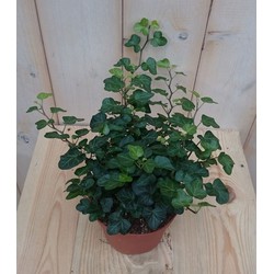 3 stuks! Hedera klimop groen