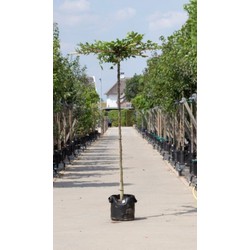 Haagbeuk kruisdak Carpinus betulus h 230 cm st. omtrek 16 cm st. h 220 cm