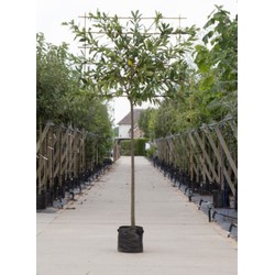 Laurierkers als leiboom Prunus laurocerasus Caucasica h 300 cm st. omtrek 8 cm st. h 180 cm