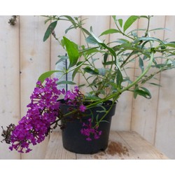 5 stuks - Vlinderstruik Buddleja Roze 55 cm