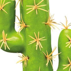 Repto Aquadistri plant cactus san pedro