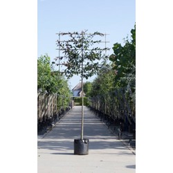 Roodbladige sierappel als leiboom Malus Mokum h 320 cm st. omtrek 12 cm st. h 200 cm