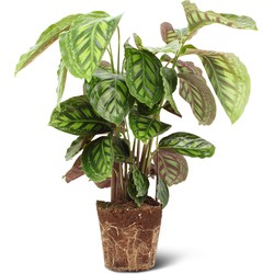 We Love Plants - Calathea Flamestar - 75 cm hoog - Luchtzuiverende plant
