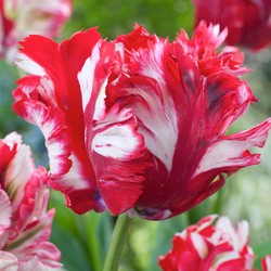 Tulipa Estella Rijnveld - Set van  21 - Tulpenbollen - Winterharde Bloembollen