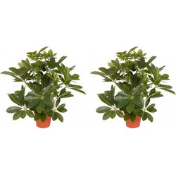 2x Schefflera kunstplant 55 cm - Kunstplanten