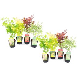 Acer palmatum - Set van 8 - Japanse Esdoorn - Pot 10,5cm - Hoogte 25-40cm