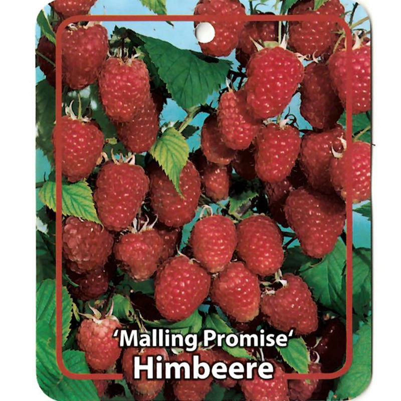 Rubus Idaeus Malling Promise - 