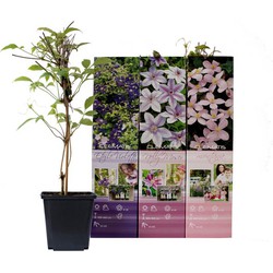 Clematis x 6 - Clematis set - 2x Etoile Violet, 2x Nelly Moser, 2x Montana Rubens