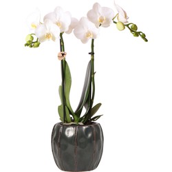 Kolibri Orchids | Phalaenopsis orchidee in zwarte ronde Sturdy sierpot - 40cm hoog - potmaat Ø9cm