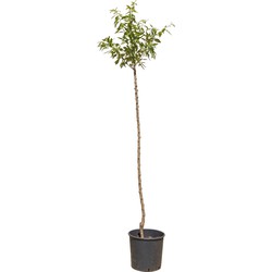 2 stuks! Amandelboom Prunus dulcis 200 cm