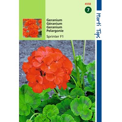 2 stuks - Pelargonium F1 Sprinter Oranje Rood - Hortitops