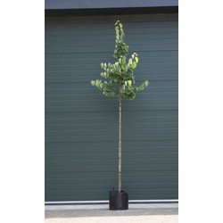 Gewone Judasboom Cercis canadensis h 275 cm st. omtrek 7 cm